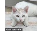 Holt Renfrew, Domestic Shorthair For Adoption In Toronto, Ontario