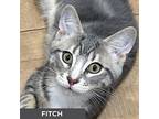 Fitch, Domestic Shorthair For Adoption In Toronto, Ontario