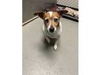 Elsa, Jack Russell Terrier For Adoption In Mishawaka, Indiana