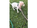 Sassy Cassy, Jack Russell Terrier For Adoption In Saugus, Massachusetts