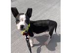 Mickey,too, Terrier (unknown Type, Medium) For Adoption In Schaumburg, Illinois