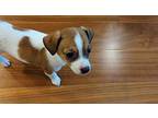 Sparrow Jane, Jack Russell Terrier For Adoption In Saugus, Massachusetts