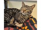 Joey, Domestic Shorthair For Adoption In Fort Myers, Florida