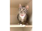 Bubbles, Domestic Shorthair For Adoption In Chicago, Illinois