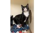 Jack Jack, Domestic Shorthair For Adoption In Chicago, Illinois
