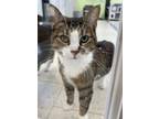 Beans, Domestic Shorthair For Adoption In Erin, Ontario
