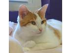 Pip, Domestic Shorthair For Adoption In Erin, Ontario