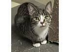 Mika, American Shorthair For Adoption In Howell, Michigan