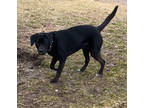 Elvis, Labrador Retriever For Adoption In Erin, Ontario