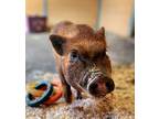 Parker, Pig (farm) For Adoption In Monterey, California