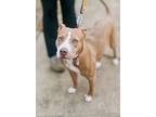 Rosie, American Staffordshire Terrier For Adoption In Phenix City, Alabama
