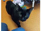 Parker, Domestic Shorthair For Adoption In Milpitas, California