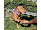 Clemsjems@aol.com, American Staffordshire Terrier For Adoption In New York