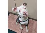 Smash, American Pit Bull Terrier For Adoption In Escondido, California