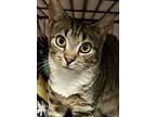 Minna, Tabby For Adoption In Northwood, New Hampshire