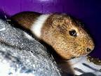 Milo, Guinea Pig For Adoption In Sebastian, Florida