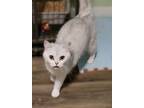 Coconut, Domestic Shorthair For Adoption In Fort Worth, Texas