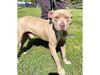 Lincoln (l-buddies), American Staffordshire Terrier For Adoption In White