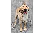 Syracuse, Labrador Retriever For Adoption In White Plains, New York