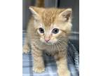 Dave, Domestic Shorthair For Adoption In Paris, Kentucky