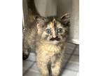 Dreamy, Domestic Shorthair For Adoption In Paris, Kentucky