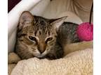 Elise, Domestic Shorthair For Adoption In Twinsburg, Ohio