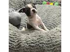 Boston Terrier Puppy for sale in Augusta, GA, USA