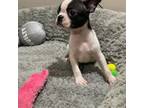 Boston Terrier Puppy for sale in Augusta, GA, USA