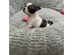 Boston Terrier Puppy for sale in Augusta, GA, USA