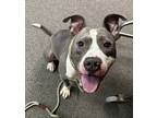 Sonny Boy, American Pit Bull Terrier For Adoption In Twinsburg, Ohio