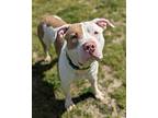 Flex Mix, American Pit Bull Terrier For Adoption In Richmond, Virginia