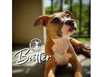 Butter, American Pit Bull Terrier For Adoption In Provo, Utah
