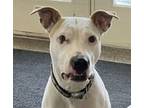 Chloe, American Pit Bull Terrier For Adoption In Troutdale, Oregon