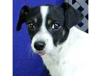 Briggs, Jack Russell Terrier For Adoption In Fort Davis, Texas