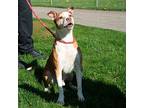 Dog, American Pit Bull Terrier For Adoption In Troy, Ohio
