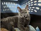 Eclipse, Domestic Shorthair For Adoption In Mountain View, California