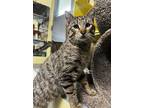 Marvin, Domestic Shorthair For Adoption In Deland, Florida