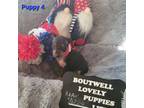 Miniature Pinscher Puppy for sale in Mauldin, SC, USA
