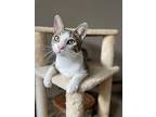 Braeburn Orchard, Domestic Shorthair For Adoption In Mount Laurel, New Jersey