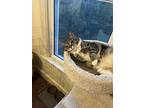 Rachel, Domestic Shorthair For Adoption In Greensburg, Pennsylvania