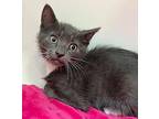 Pinky, Domestic Shorthair For Adoption In Columbia, Illinois