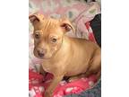 American Staffordshire Terrier Puppy for sale in Bartonsville, PA, USA