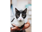 72591a Moon Pie-pounce Cat Cafe, Domestic Shorthair For Adoption In North