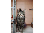 72647a Emilio-pounce Cat Cafe, Domestic Shorthair For Adoption In North