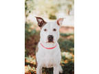 72321a Lola, American Staffordshire Terrier For Adoption In North Charleston