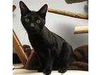Rye, Domestic Shorthair For Adoption In Millbrook, Illinois