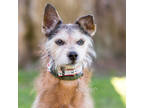 Tippy, Terrier (unknown Type, Small) For Adoption In Reisterstown, Maryland