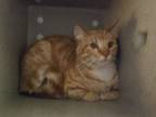 Working Cat - Fuji, Domestic Longhair For Adoption In Oceanside, California