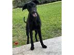 Charlie - Courtesy Post, Labrador Retriever For Adoption In Miami, Florida