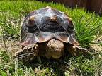 Frida, Tortoise For Adoption In Burlingame, California